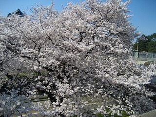 IMG_3278.jpg